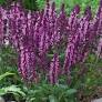 Salvia x superba 'Edula Rose' from hayloft.co.uk