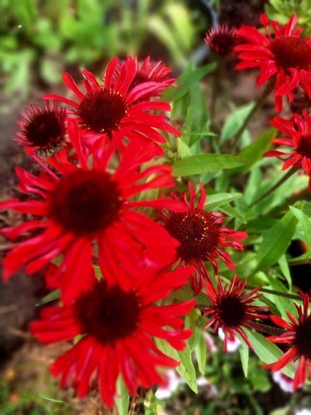 Echinacea pupurea mix- 4 augi podos