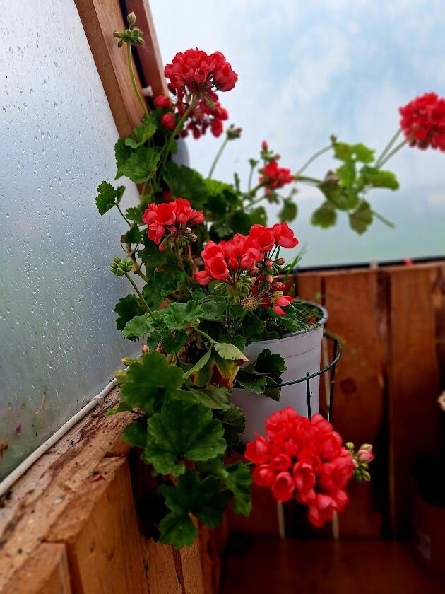 Pelargonija Red Pandora,1 augs podiņā