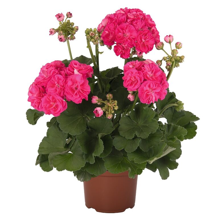 Rožziedu Pelargonijas   2 augi podos