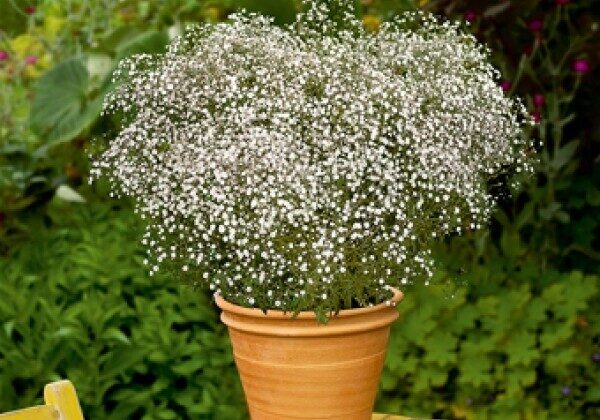 Skarainā ģipsene 1 augs podiņā