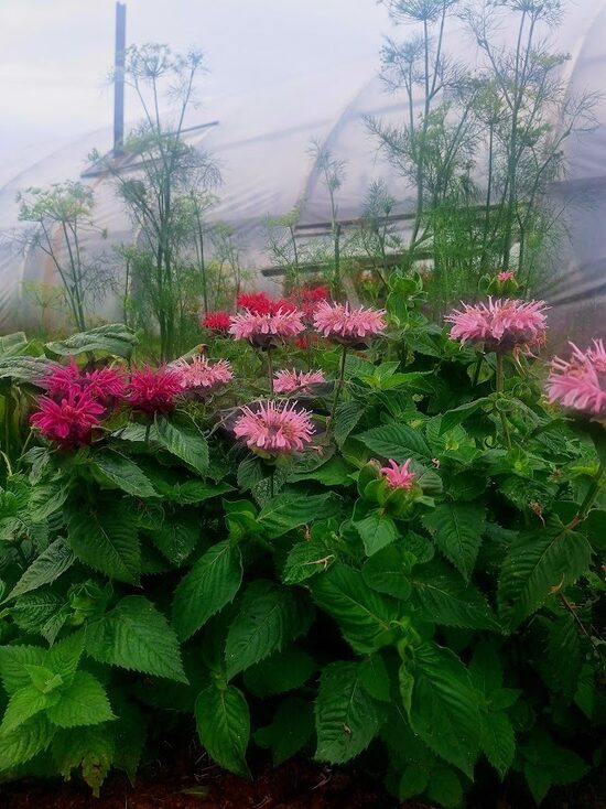 Monarda Didyma mix -4  augi podos