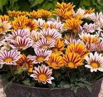 Gazanija New Day mix-komplekts  ,5 podiņi