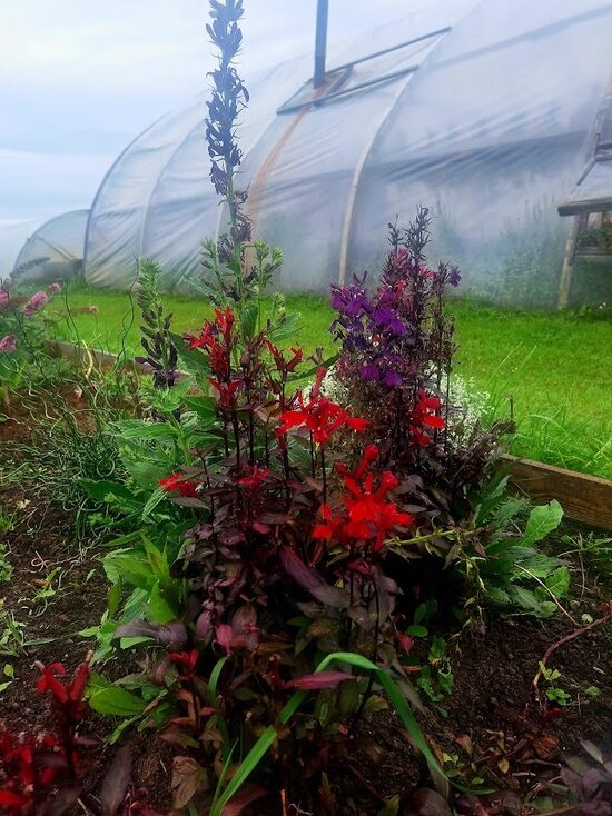 Krāšņā lobelija speciosa Fanship 5 augi